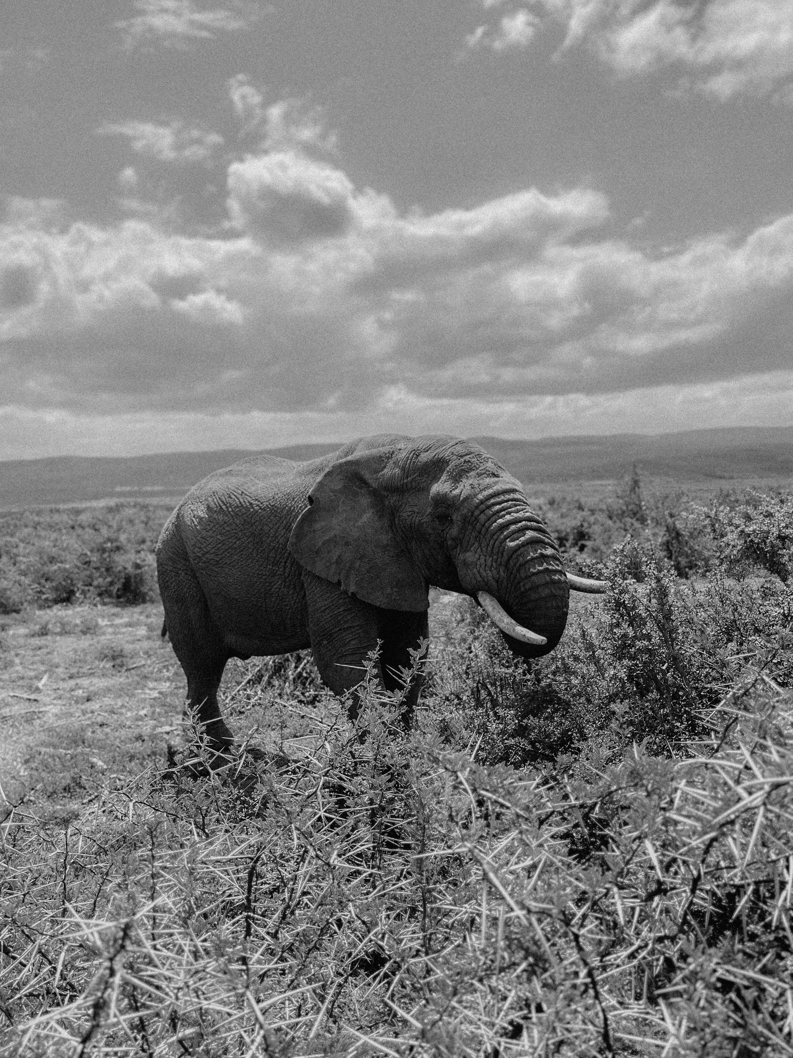 Elephant Sanctuary